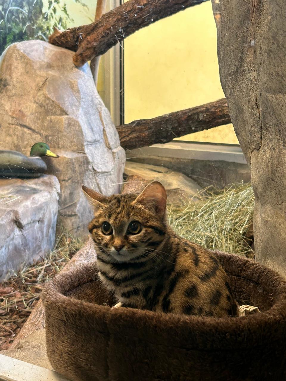 “She’s a pretty feisty cat," says Bob Cisneros, Associate Director of Animal Care at Utah’s Hogle Zoo.