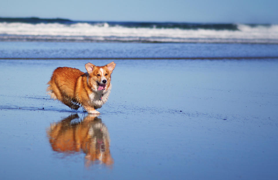 Red-colored corgi running on Cannon Beach on the Oregon coast and his reflection.