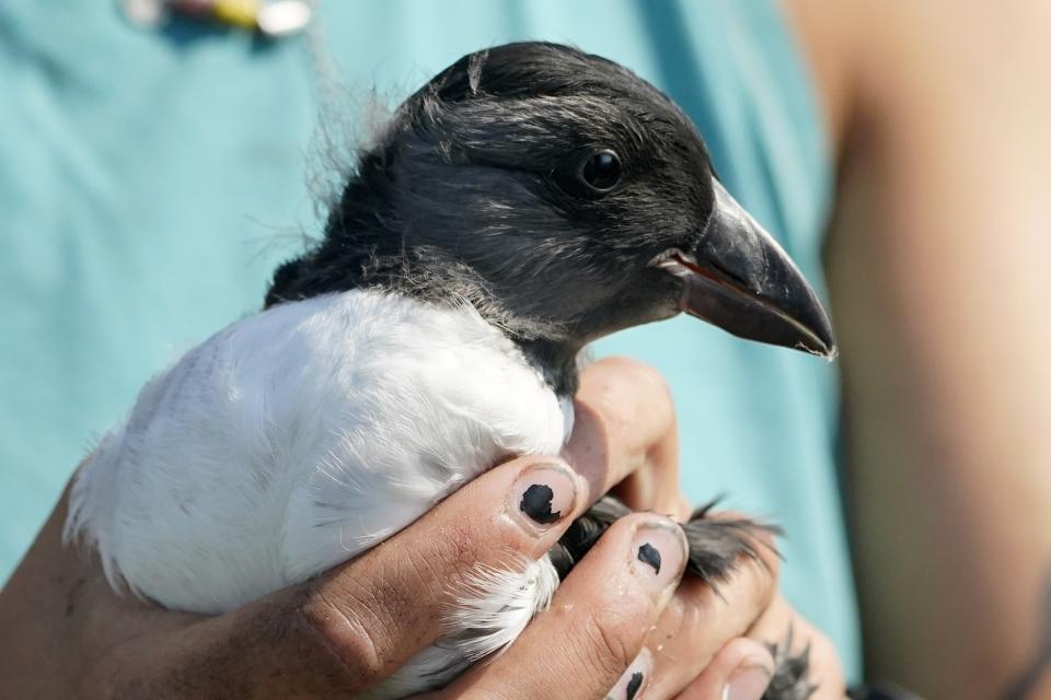 An Atlantic puffin chick is held by a biologist before being measured and banded on Eastern Egg Rock, Maine, Sunday, Aug. 5, 2023. Scientists who monitor seabirds said Atlantic puffins had their second consecutive rebound year for fledging chicks after suffering a bad 2021. (AP Photo/Robert F. Bukaty)