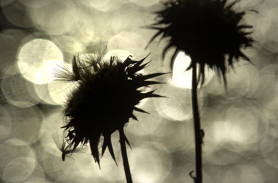 Thistles are silhouetted against sun light reflecting off the waters of the deep water channel near Buckley Cove in Stockton.  A wide aperture creates "bokeh" highlights of sunlight sparkling off the channel in the background. 