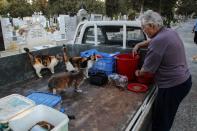 Volunteer and chairman of the Cats Paws society Dinos Ayiomamitis prepares food for stray cats in a cemetery in Nicosia