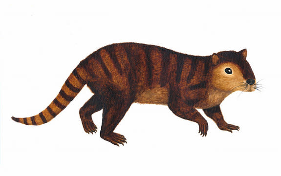 An artistic interpretation of <i>Kimbetopsalis simmonsae</i>, an ancient mammal that lived right after the age of the dinosaurs.