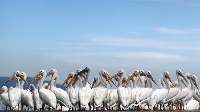 Una bandada de pelícanos blancos, una de las aves más grandes de Canadá y Estados Unidos, fue avistada el 28 de enero de 2022 a orillas del Chaplain Pond en Cozumatlán de Regils, México.  Los pelícanos blancos viajan miles de kilómetros desde las bajas temperaturas.  Norteamérica.  (ULISES RUIZ / AFP)