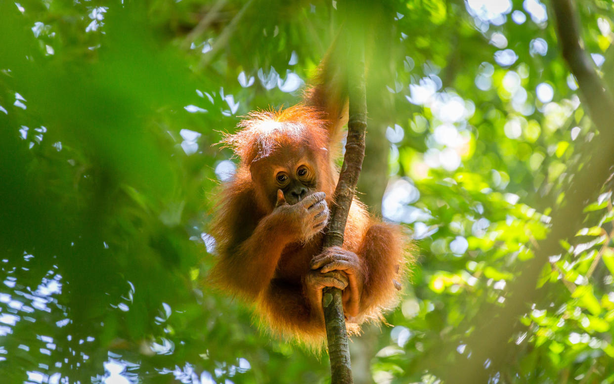 The reason behind the dramatic decline in the orangutan population is probably not what you think - Copyright Bas Vermolen