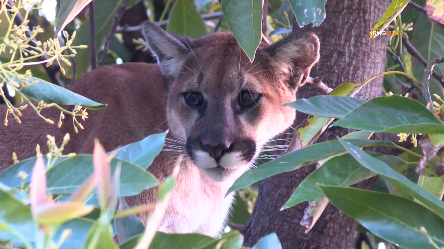 A mountain lion is spotted in a tree outside a Woodland Hills home on May 9, 2024.