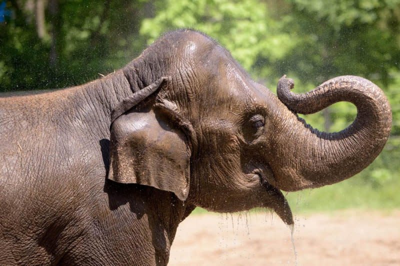 Rani, a 27-year-old Asian elephant, has died at the St. Louis Zoo. Photo courtesy of St. Louis Zoo