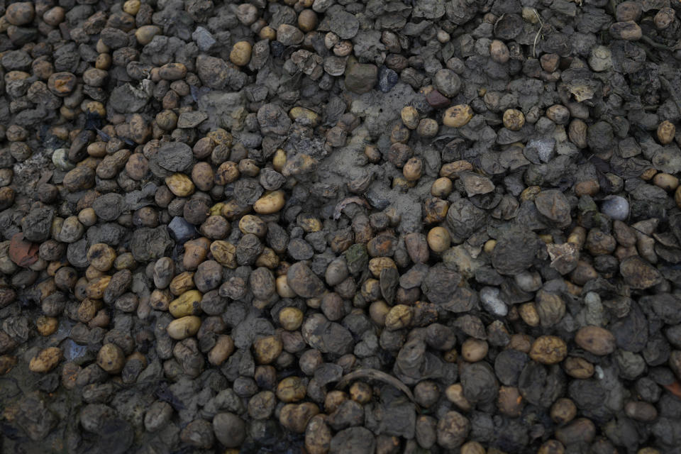 Discarded and waterlogged potatoes sit in a pile at the edge of a field at the Dochy family farm in Ledegem, Belgium, Tuesday, Feb. 13, 2024. Fickle regulations are a key complaint heard from European farmers protesting over the past weeks, setting up a key theme for the upcoming June 6-9 parliamentary elections in the 27-nation European Union. (AP Photo/Virginia Mayo)