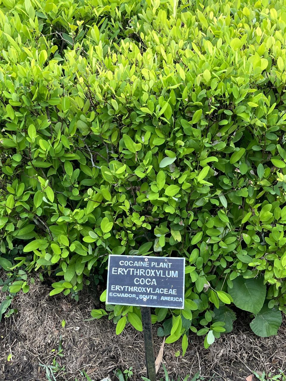 Green shrubbery with the label "Cocaine plant / Erythroxylum coca / Erythroxylaceae / Ecuador, South America"