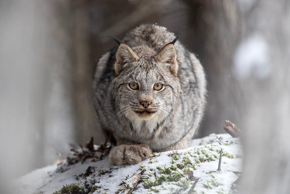 Windsor-born photographer Brandon Broderick was named the Canadian Geographic Photographer of the Year.  (Brandon Broderick - image credit)