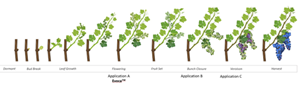 Growth phases grapes