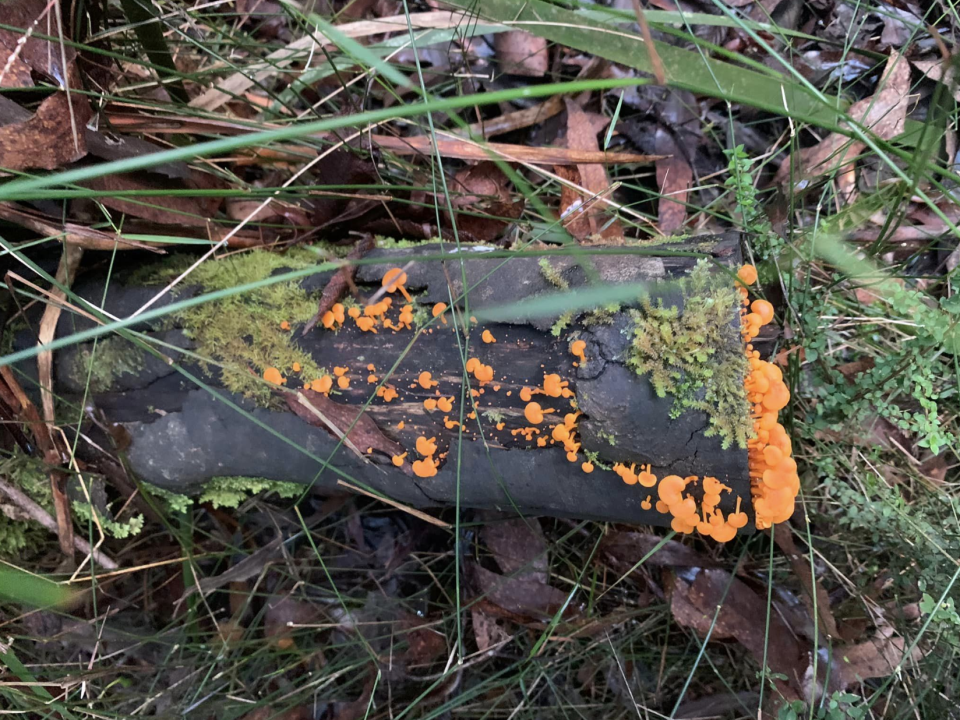 The Favolaschia Claudopus fungi species on the log of wood.