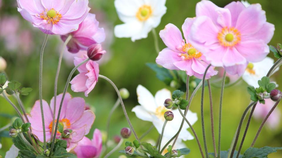 fall flowers japanese anemone