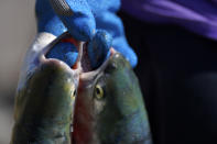 Betty Jean Sutterlict holds a pair of freshly caught salmon in Bonneville, Ore., on Monday, June 20, 2022. Young salmon, or smolts, swim down the Columbia River to the ocean, where they grow for between one and five years. Then they migrate back upstream to spawn. (AP Photo/Jessie Wardarski)