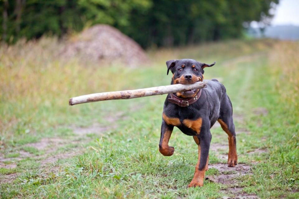 Rottweiler