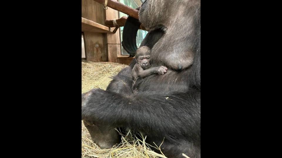 “Calaya is an experienced mother, and I have every confidence she will take excellent care of this baby,” Becky Malinsky, curator of primates, said.