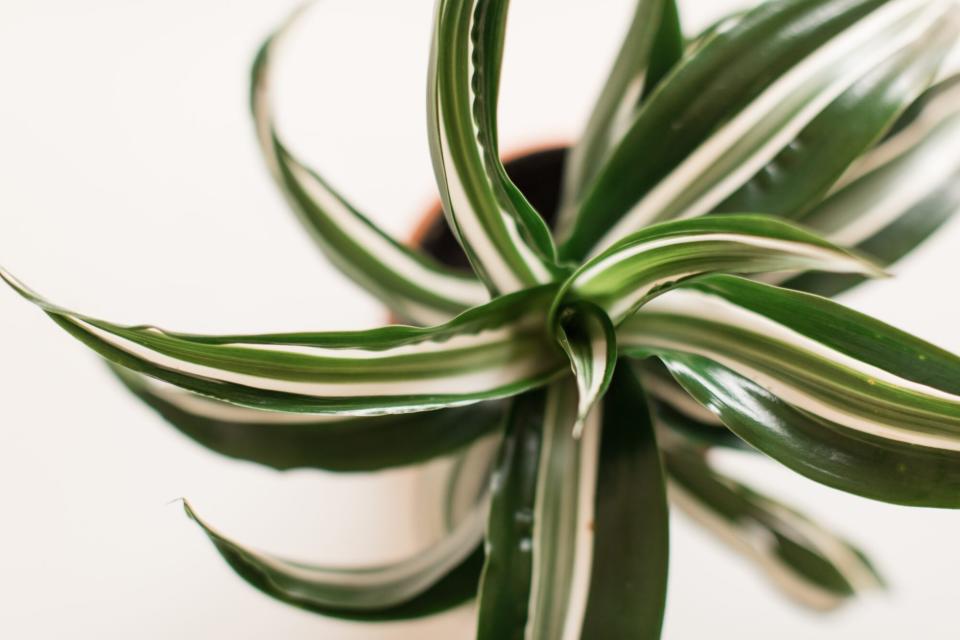 Dracaena 'White Jewel'