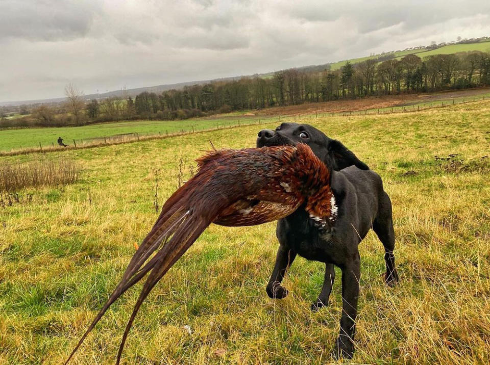 Tania’s dog, pictured here with a pheasant. (Collect/PA Real Life)