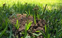 Ameisen sind zwar kein Ungeziefer. Im heimischen Garten können die Waldpolizisten aber trotzdem schnell zur Plage werden. Streuen Sie bei Bedarf einfach ein wenig Kaffeepulver um ihr Haus. Da Ameisen Duftspuren zur Orientierung legen, wird sie der neutralisierende Kaffeegeruch schnell verwirren. (Bild: iStock / Douglas Bryan McFarland)