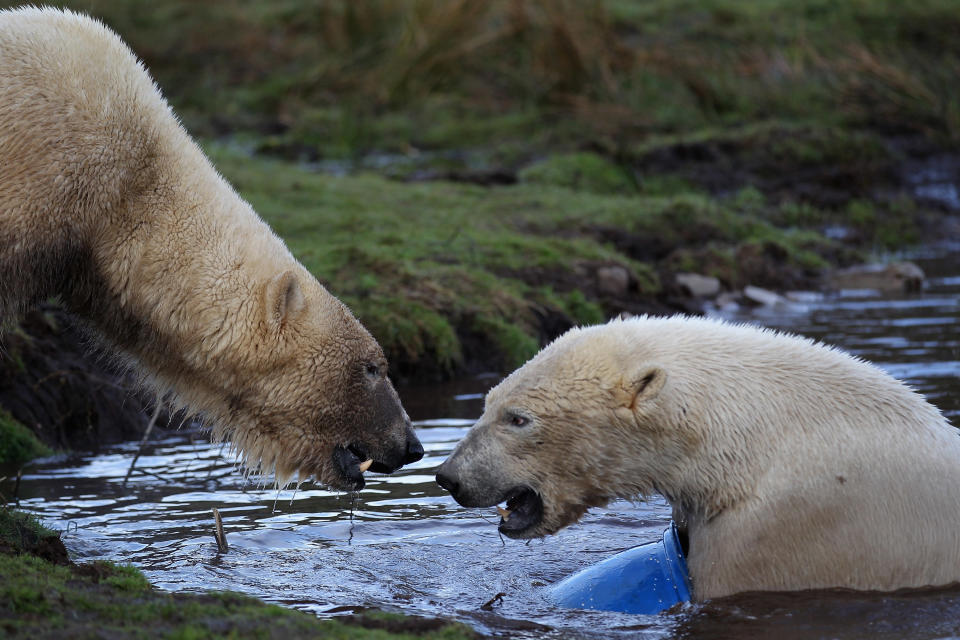 Polar bear