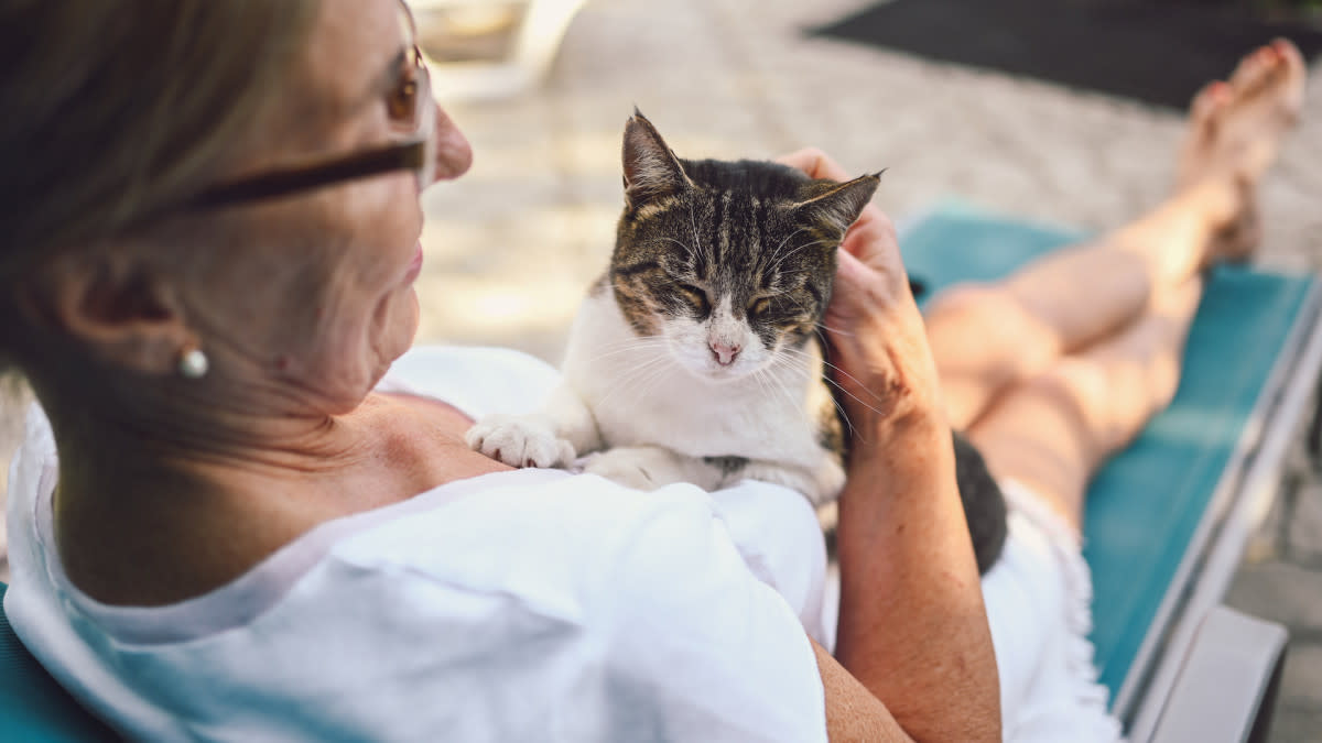 The Benefits of Adopting an Older Cat