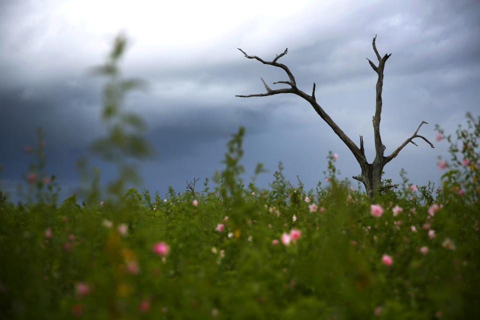 A dead tree is seen in a marsh wetland area near Lafitte, south of New Orleans, Louisiana, August 16, 2015. (REUTERS/Carlos Barria)