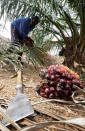 A worker harvests palm fruits at Sime Darby Plantation in Gbah, in Bomi County, Liberia December 30, 2017. REUTERS/Thierry Gouegnon