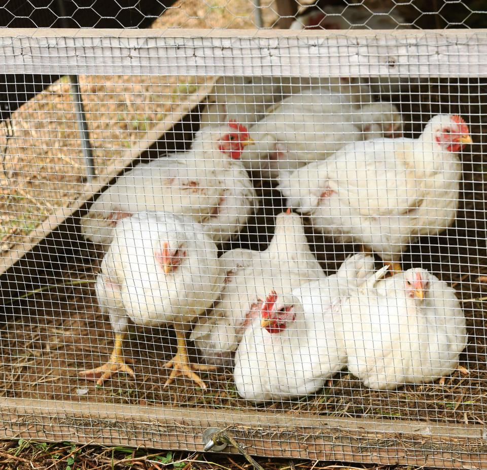 Some of the 500 cornish cross chickens at Ramble Creek Farm Wednesday in Columbia.