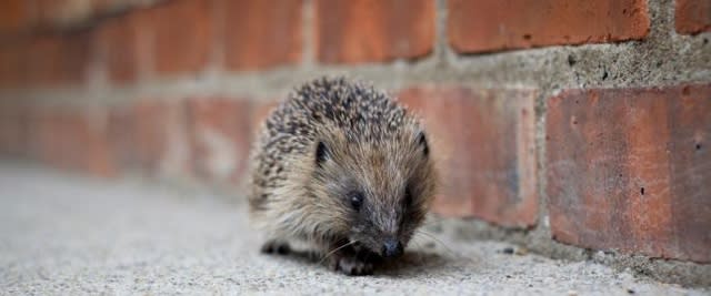 Hedgehog officer job sparks global interest