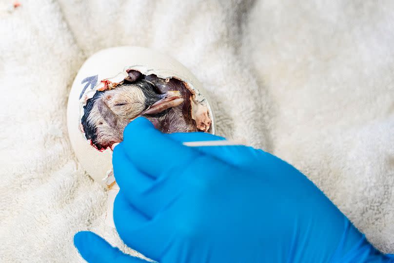 A new emperor penguin chick hatches with assistance at SeaWorld in San Diego.