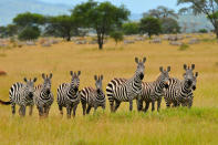 <b>Burchell’s Zebra - Grumeti Reserve, Tanzania, 2010</b> <p> To me, zebras have one of the most striking coats in nature! Their stripes blend together making it challenging for predators, like lions, to single out an individual zebra from the rest of the herd.</p>