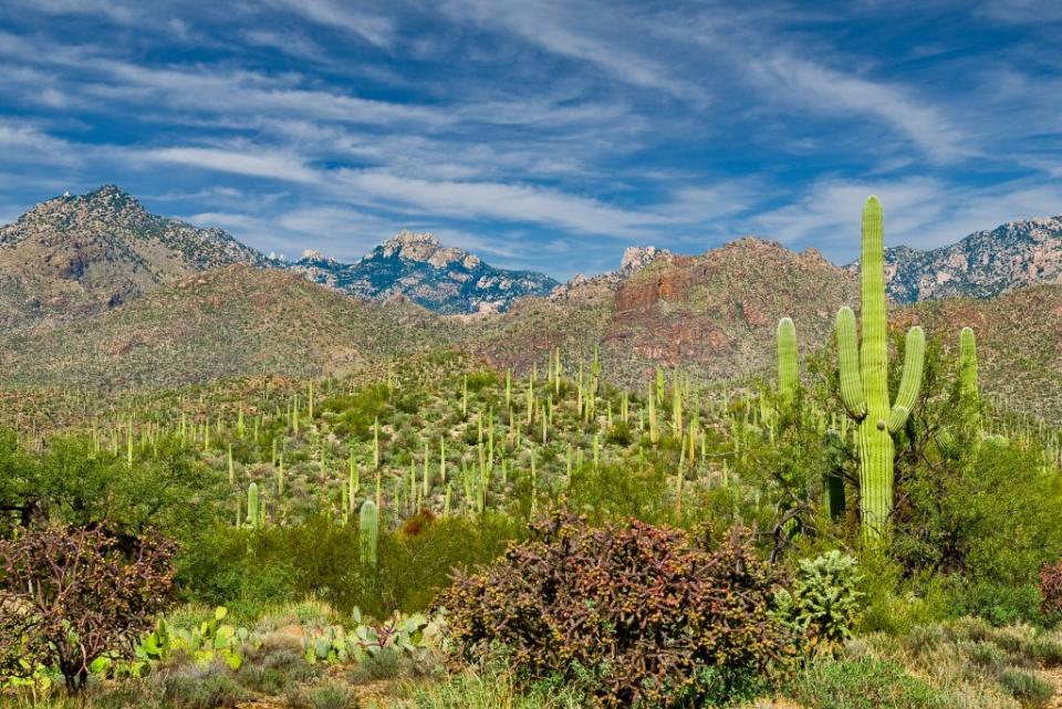 Sabino Canyon is in the Coronado National Forest near Tucson, Arizona via Getty Images