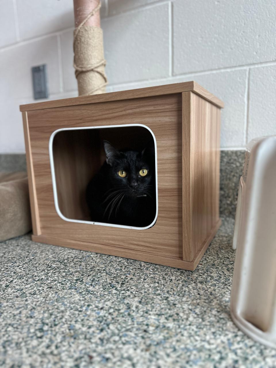 The MSPCA-Angell has about 40 black cats up for adoption through an adopt-a-thon at the group's shelters this week. The adopt-a-thon ends Oct. 4, but the organization will have many more cats - and dogs - up for adoption because the organization is now helping animals displaced by Hurricane Helene.