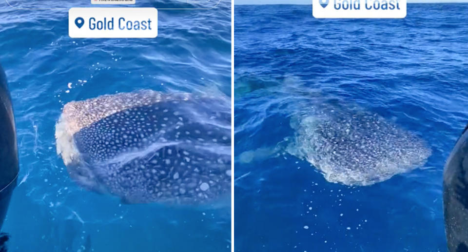 Two photos of the whale shark spotted at South Stradbroke Island in Queensland.