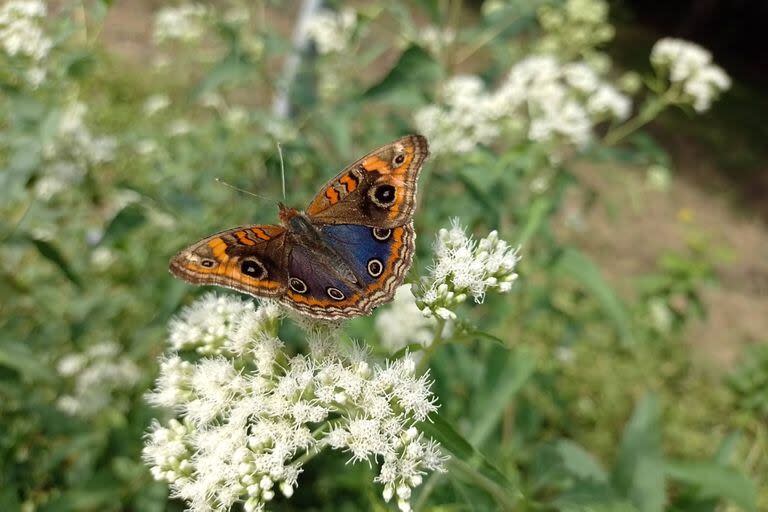 Mariposas 