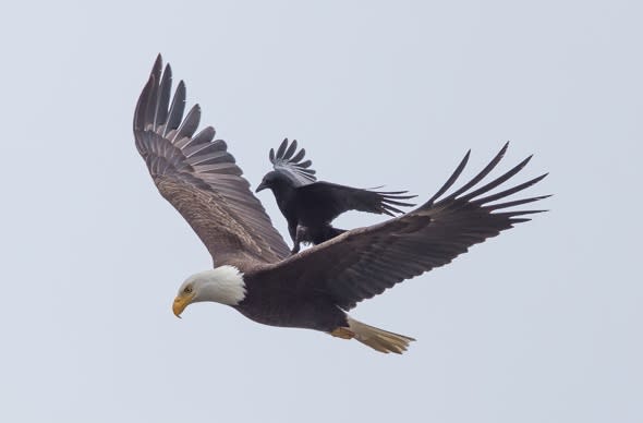 A blackbird hopped on the back of a bald eagle, but it turns out that it  wasn't a joyride