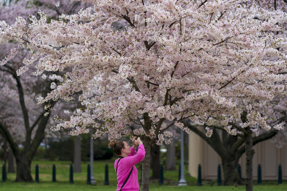 Kristin Starr pauses to take a photo of the cherry blossoms on Capitol Hill in Washington, Monday, March 27, 2023. (AP Photo/J. Scott Applewhite)