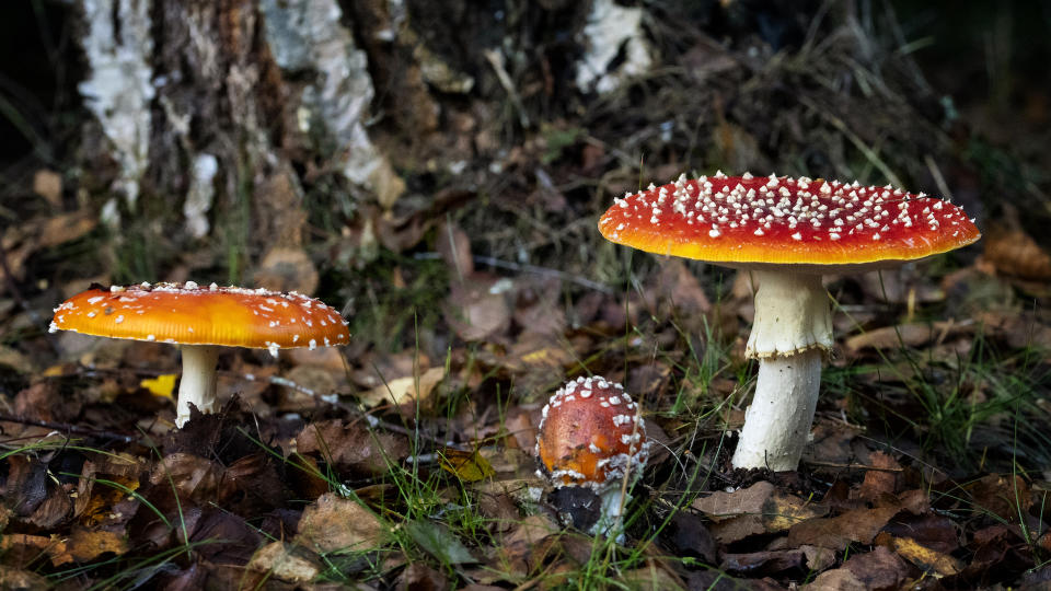 Toadstools