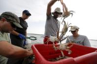 Researchers from the Smithsonian Environmental Research Center (SERC) tag crabs and release them back into the Nanticoke River, a tributary of the Chesapeake Bay, near Tyaskin, Maryland August 25, 2015. REUTERS/Jonathan Ernst