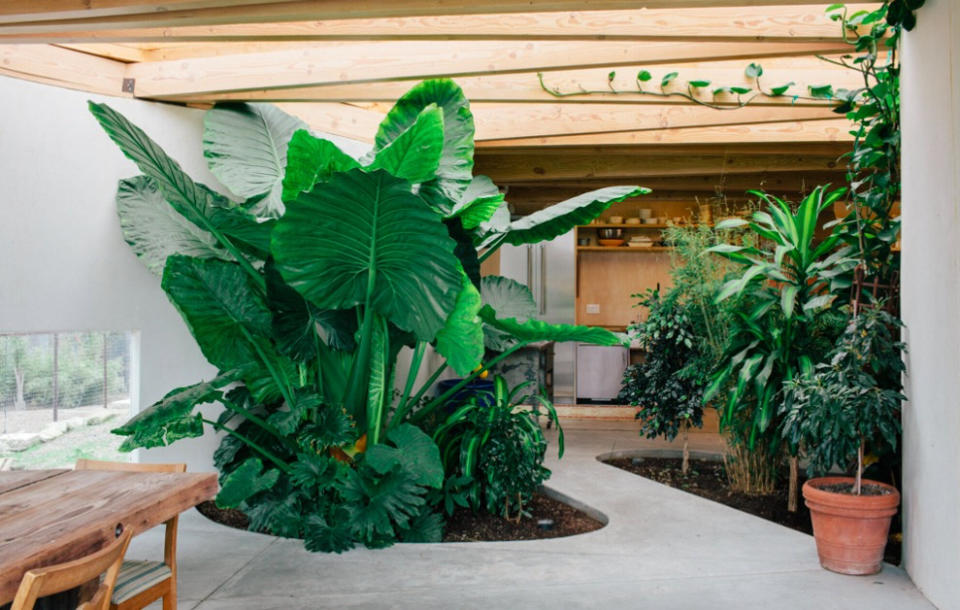 A courtyard with thick foliage