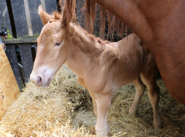 New Hope For Suffolk Punch Horses As First Foal Born At Historic Site In A Century