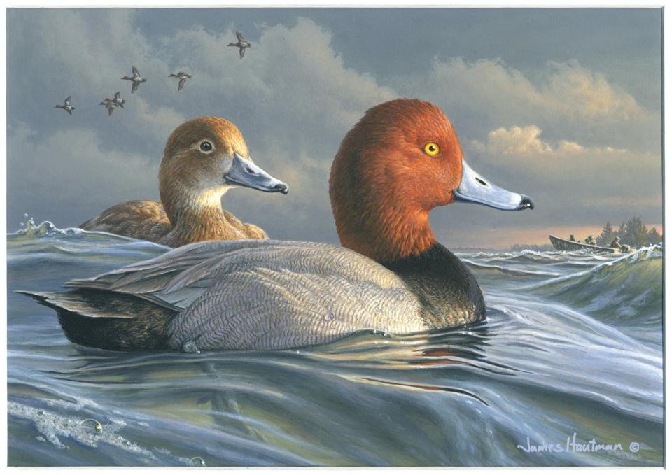 The 2022-23 federal duck stamp will feature this painting of redhead ducks by Minnesota artist James Hautman.