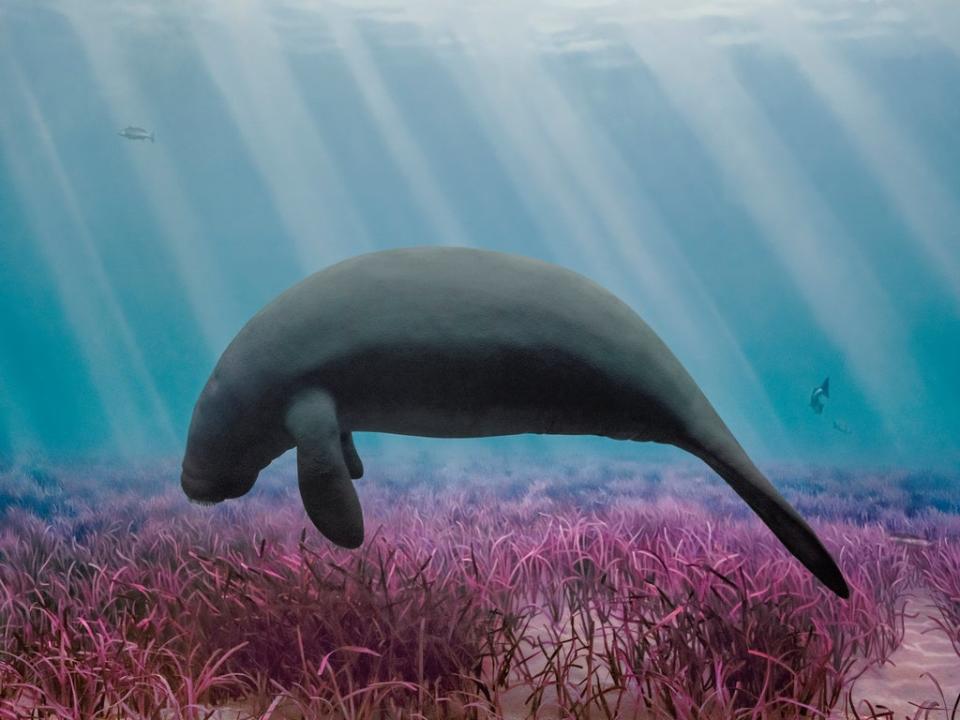 MANATEE, 2021 (Jim Naughten’s EREMOZOIC series)