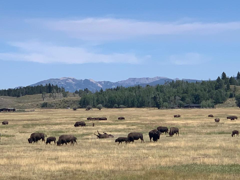A Buffalo herd in a wide-open field in South Dakota