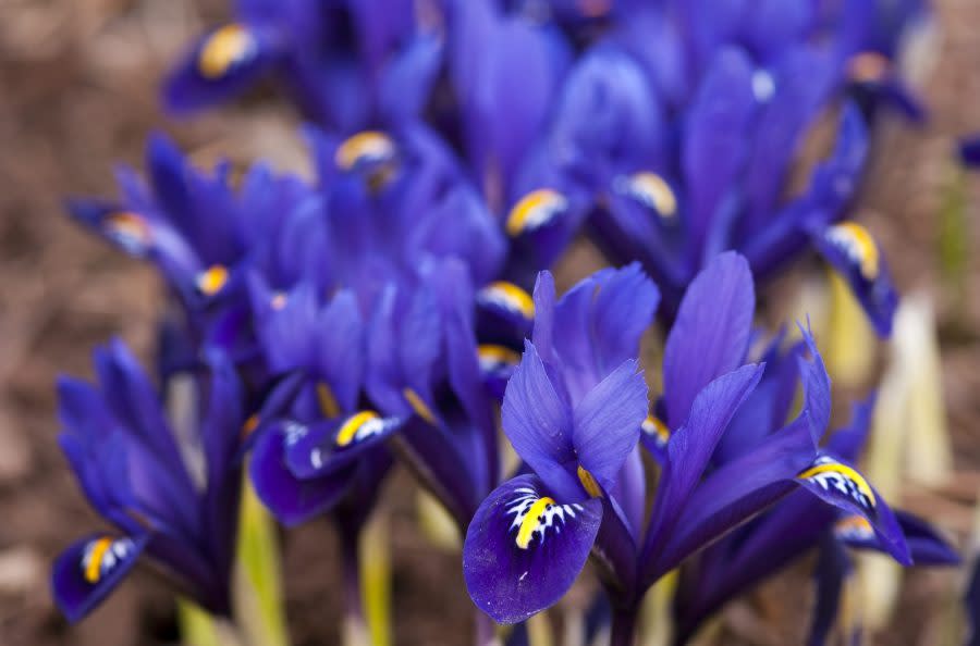 Dwarf Iris (Courtesy of Denver Botanic Gardens)