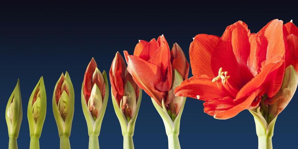 Holiday amaryllis can last for weeks when well-tended.