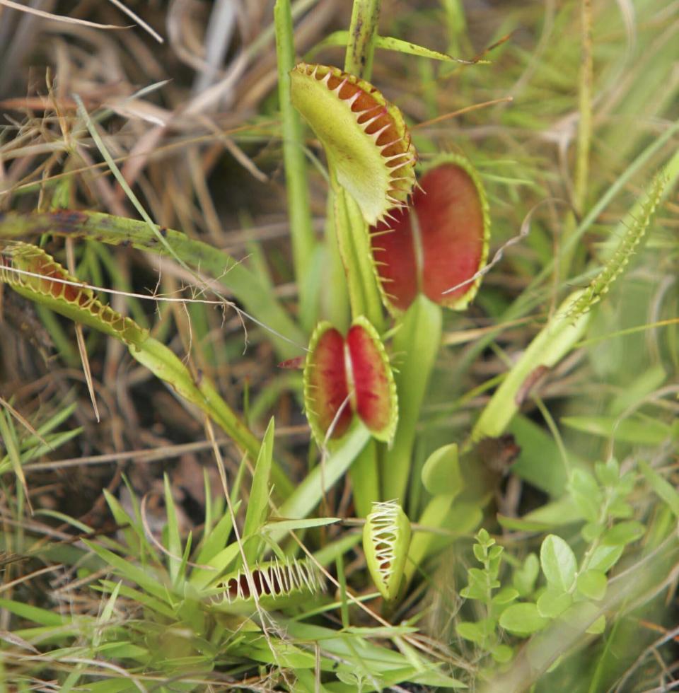 FILE - A Venus fly trap grows naturally in a Carolina Bay at Lewis Ocean Bay Heritage Preserve in Conway, S.C., Thursday, Aug. 11, 2005. Conservationists want South Carolina to make the Venus fly trap the state's official carnivorous plant, joining other official items such as the state bird (Carolina Wren), state hospitality beverage (tea) and the state picnic cuisine (barbecue). (AP Photo/Mary Ann Chastain, File)