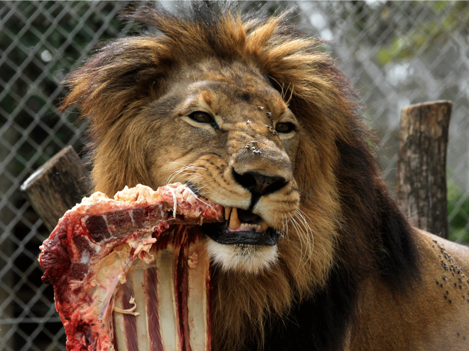 lion meat