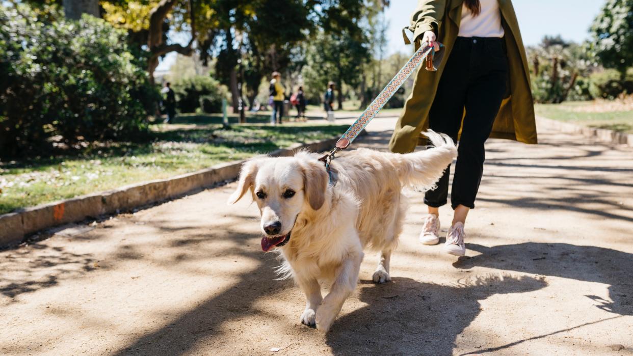  Golden Retriever pulling on lead 