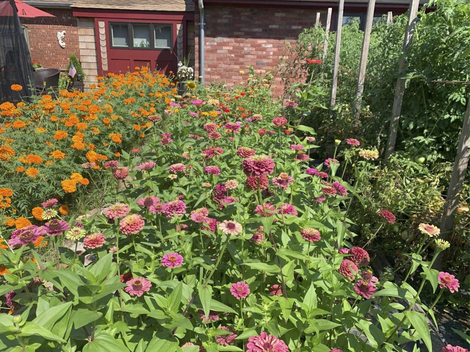 This 2022 image provided by SOW Local shows beds of orange marigolds and pink zinnias growing in a cutting garden in Oakdale, N.Y. (Chris Demchak via AP)