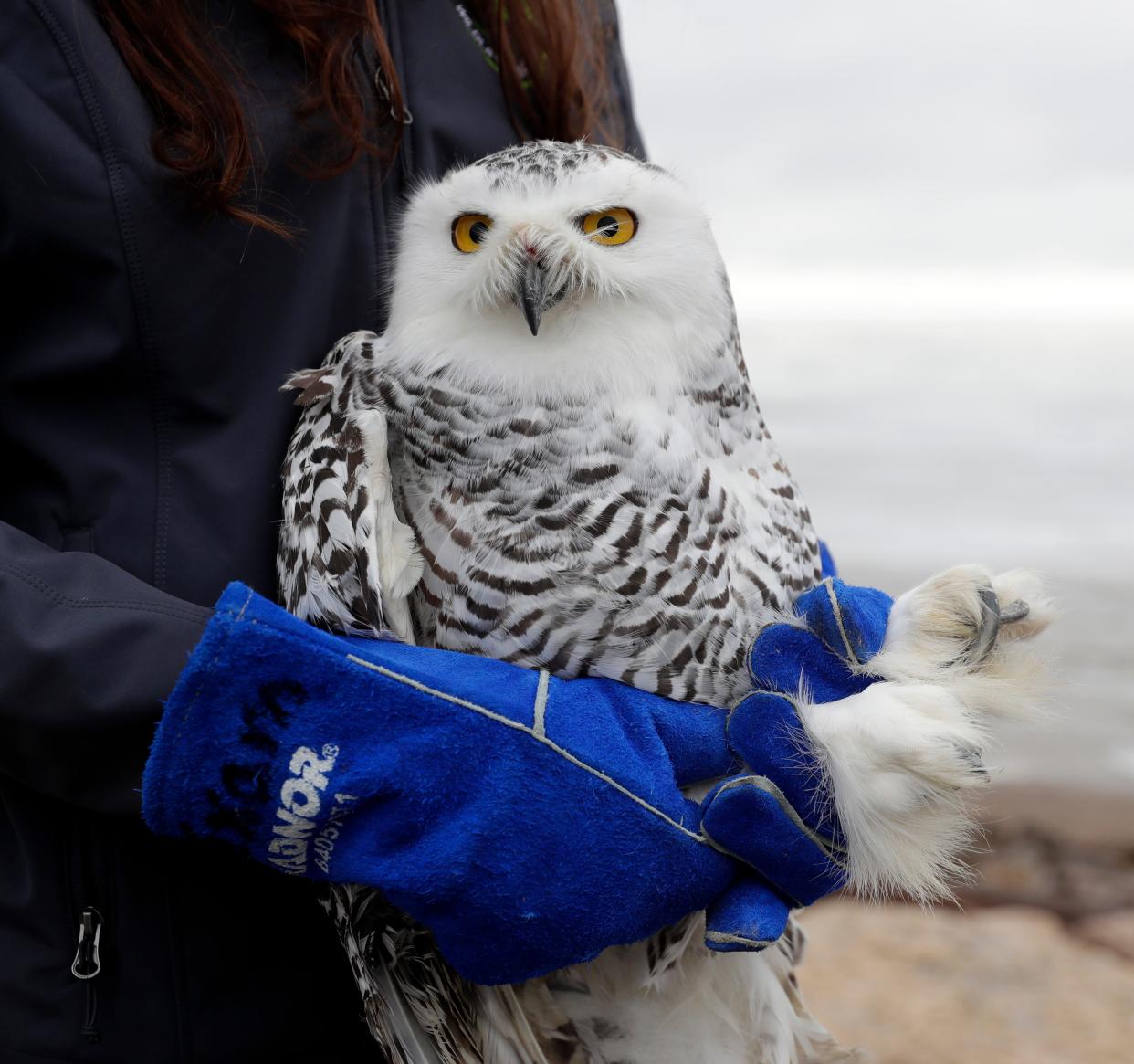 A snowy owl that was cared for by Bay Beach Wildlife Sanctuary staff after it was found injured, is released near the shoreline on Jan. 17, 2023, in Green Bay, Wis.